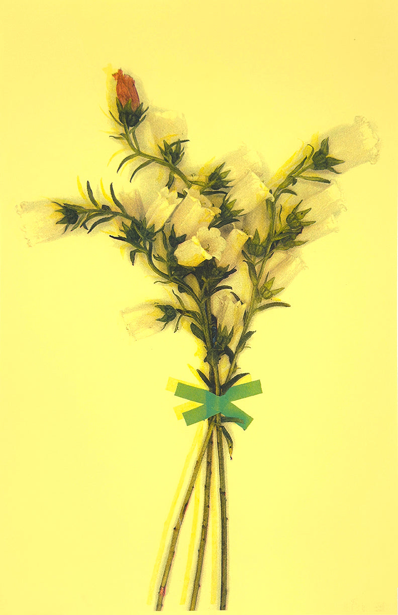 White Bells (Registered) 1