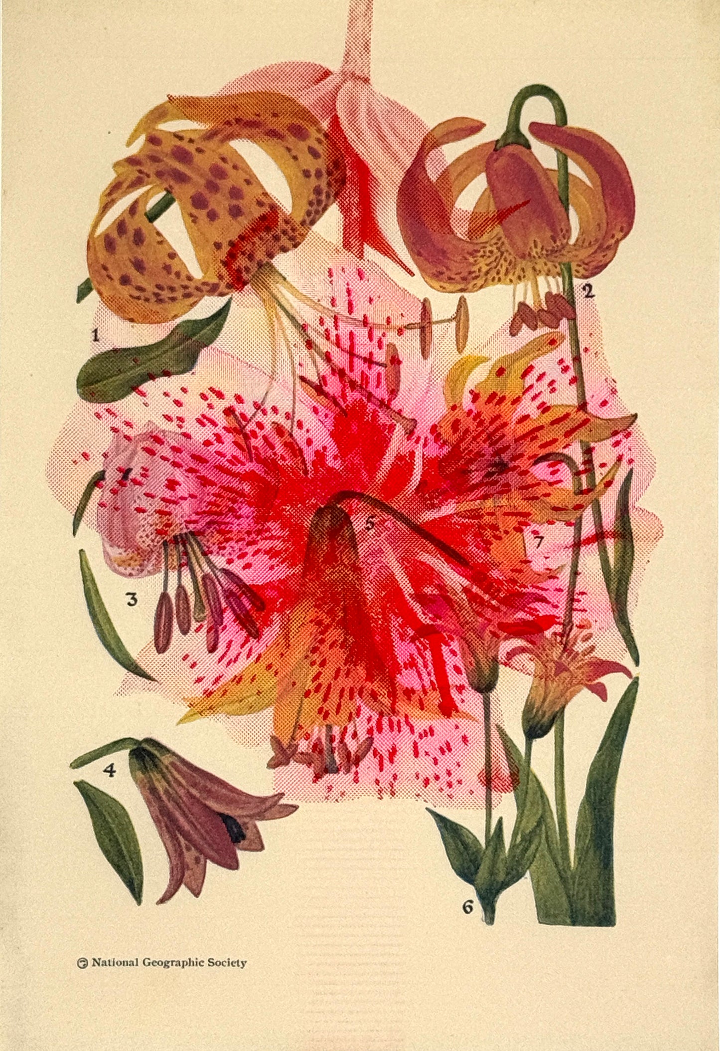 Lily Overprint 2