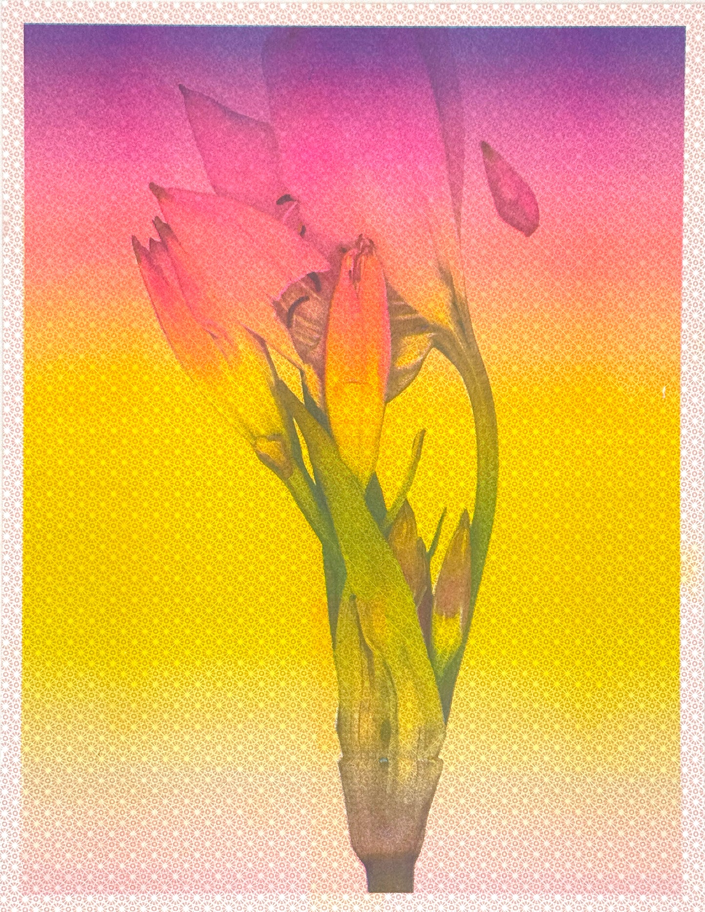 Lily Gradation 3