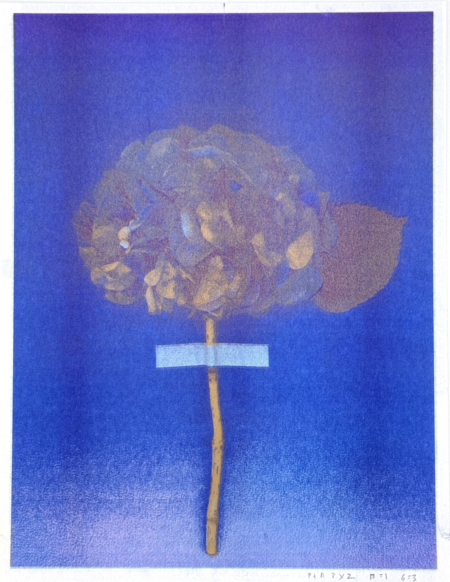 Hydrangea (Blue) 3