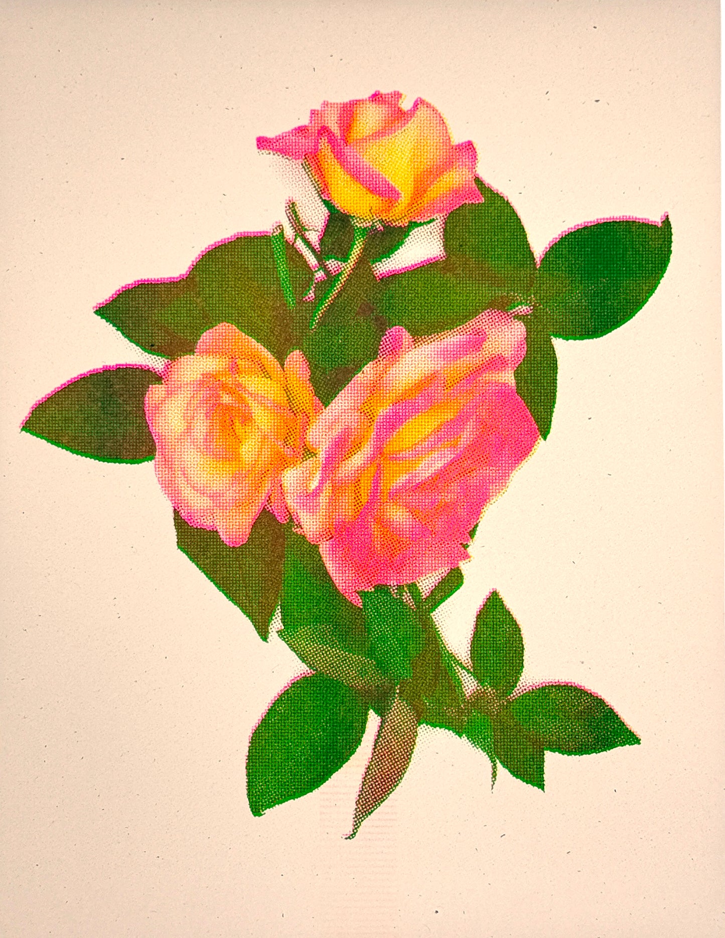 Roses 4