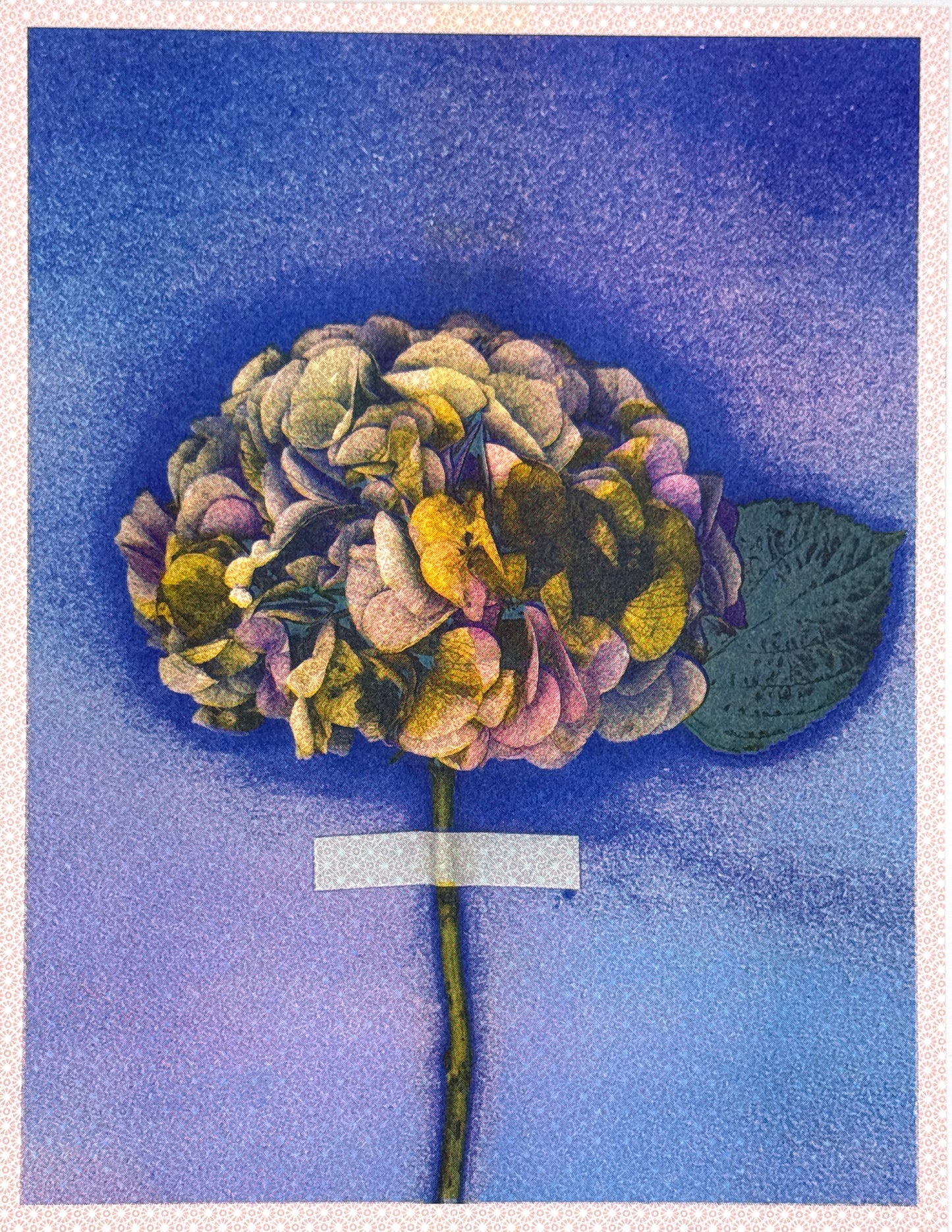 Hydrangea (Y+Px1) 7