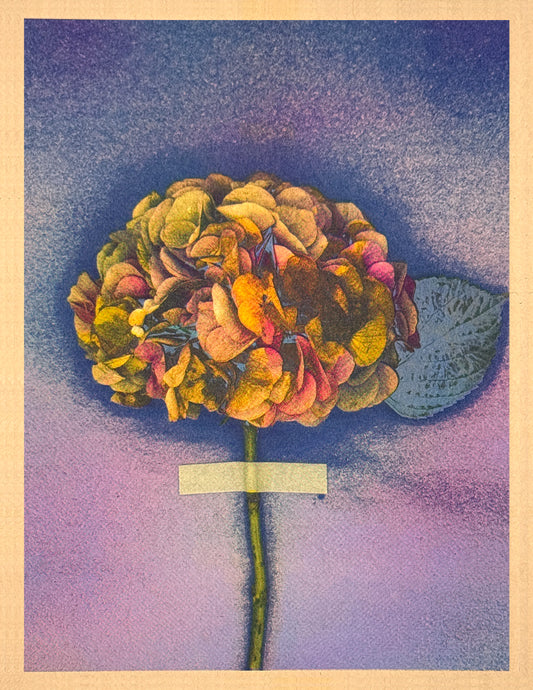 Hydrangea (Y+Px2) 1