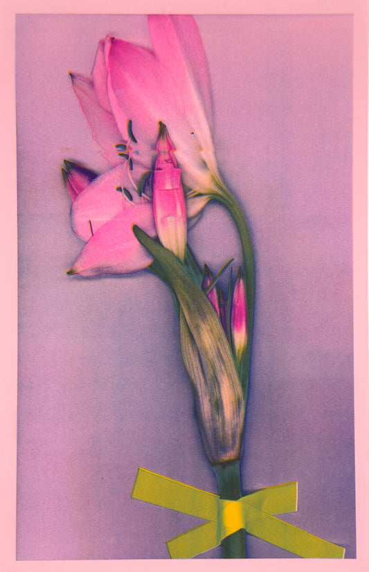 Pink Lily 1