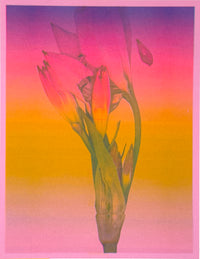 Lily Gradation 1