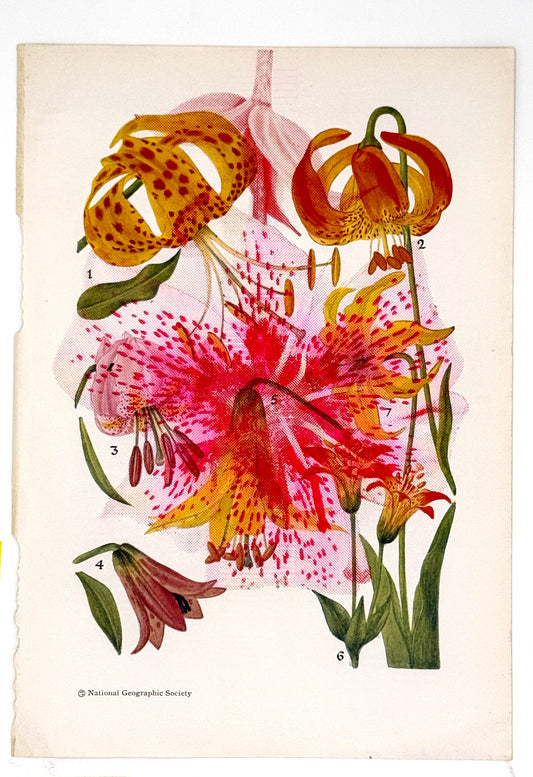 Lily Overprint (original) 1