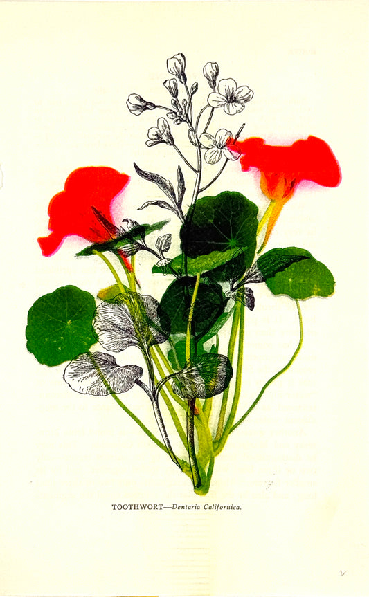 Nasturium Overprint 1