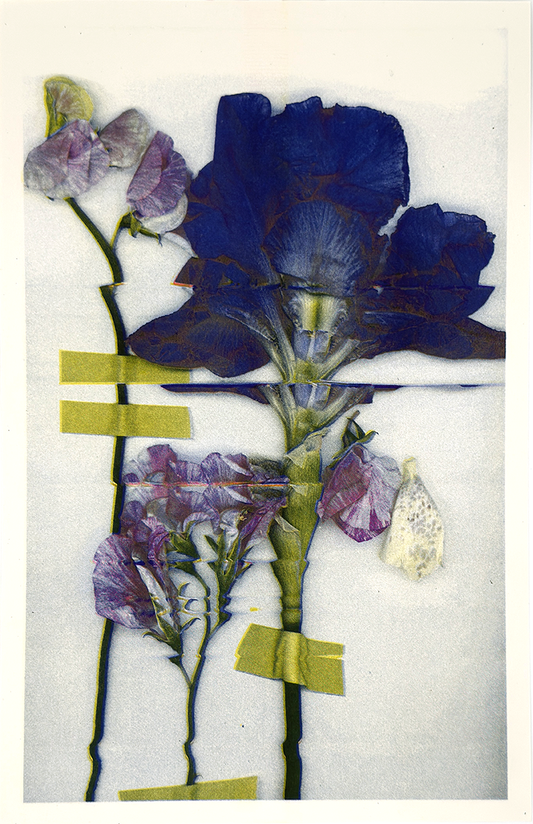 Purple Iris 1