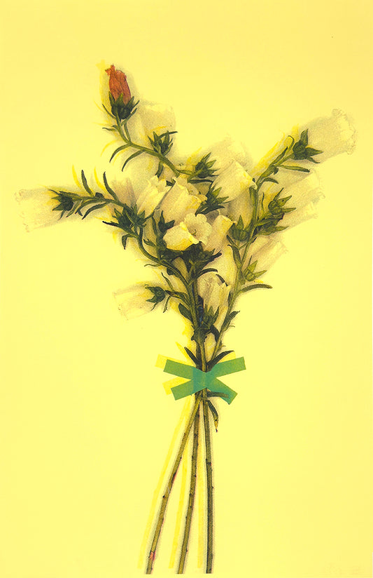 White Bells (Registered) 1