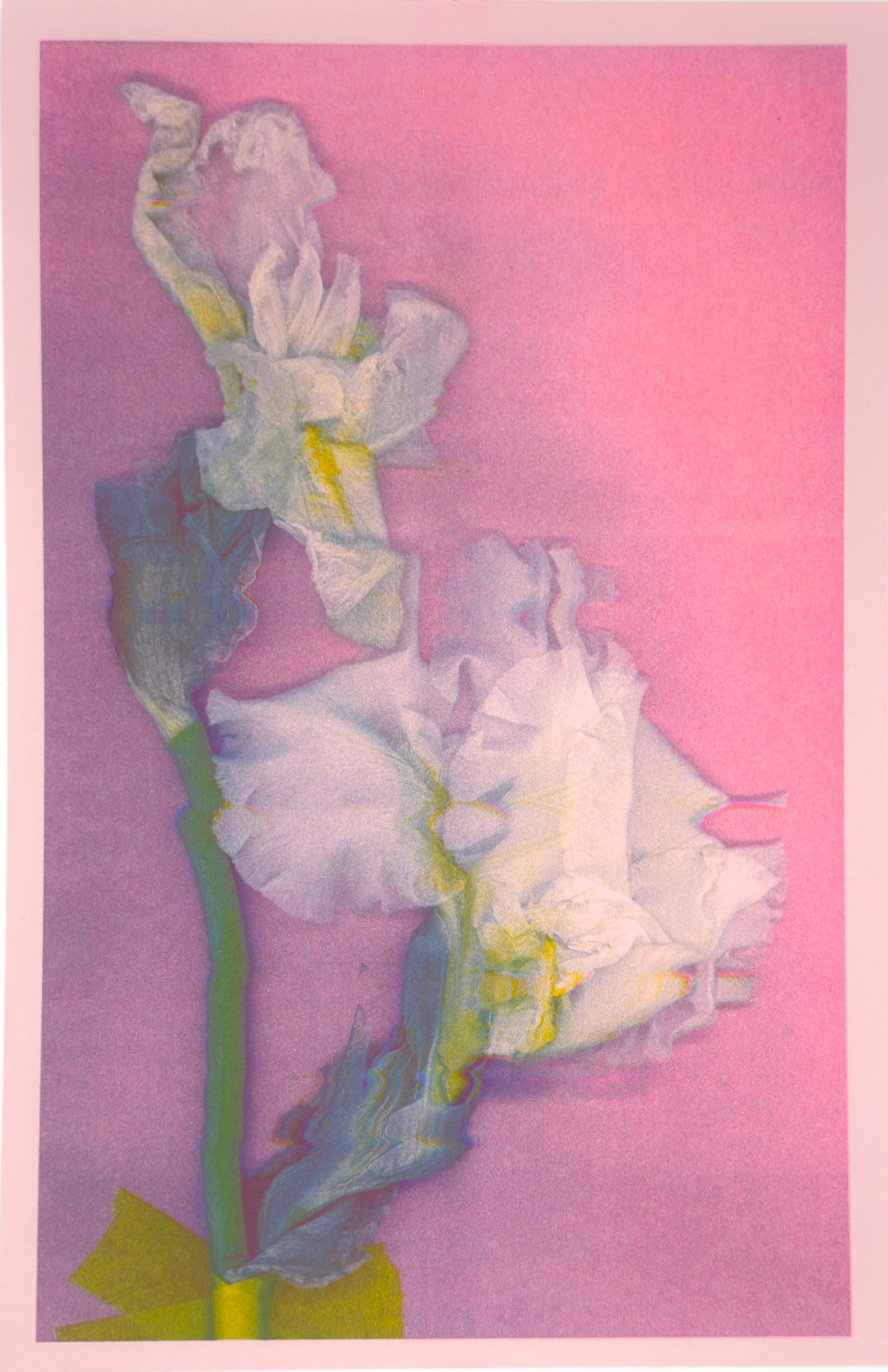 White Iris 1