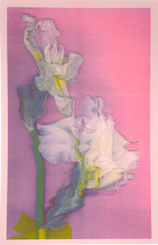 White Iris 1