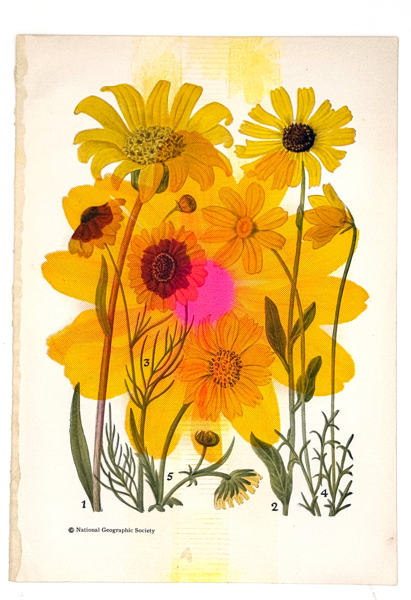 Daisy Overprint (original) 1