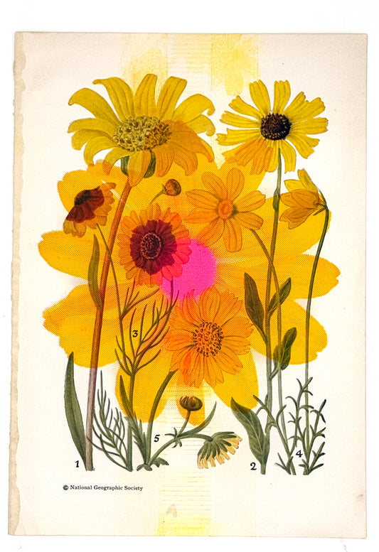 Daisy Overprint (original) 1