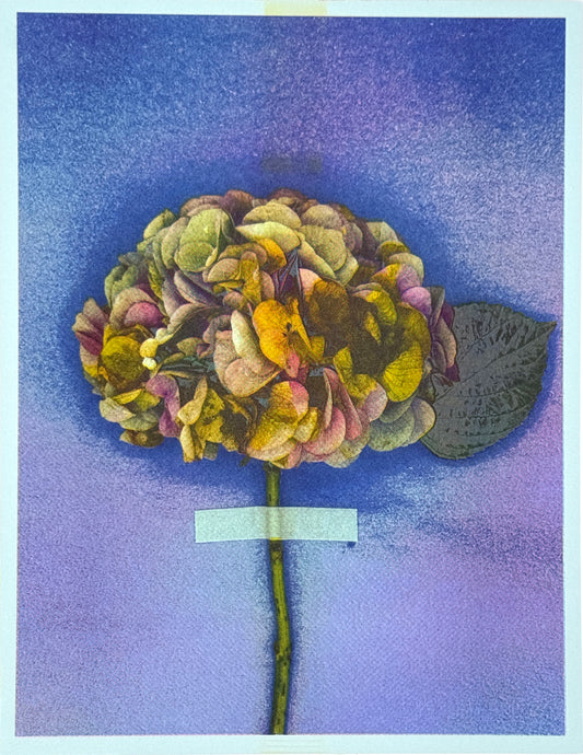 Hydrangea (Y+Px2) 2