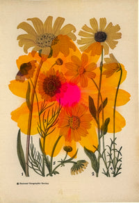 Daisy Overprint 2