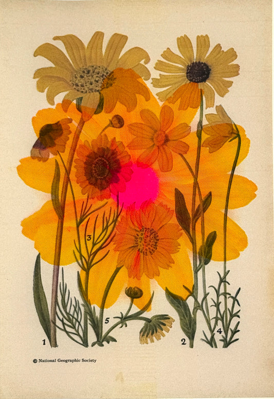 Daisy Overprint 2