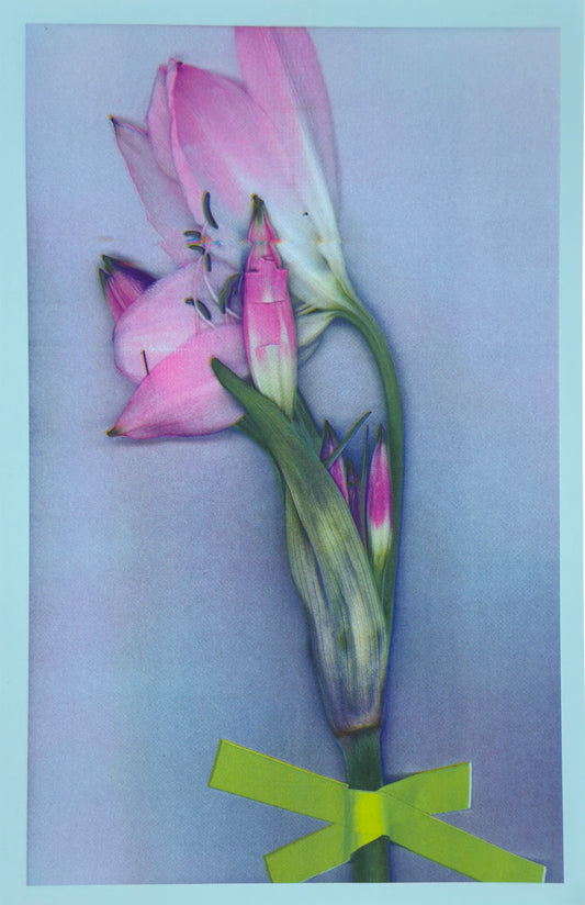 Pink Lily 2