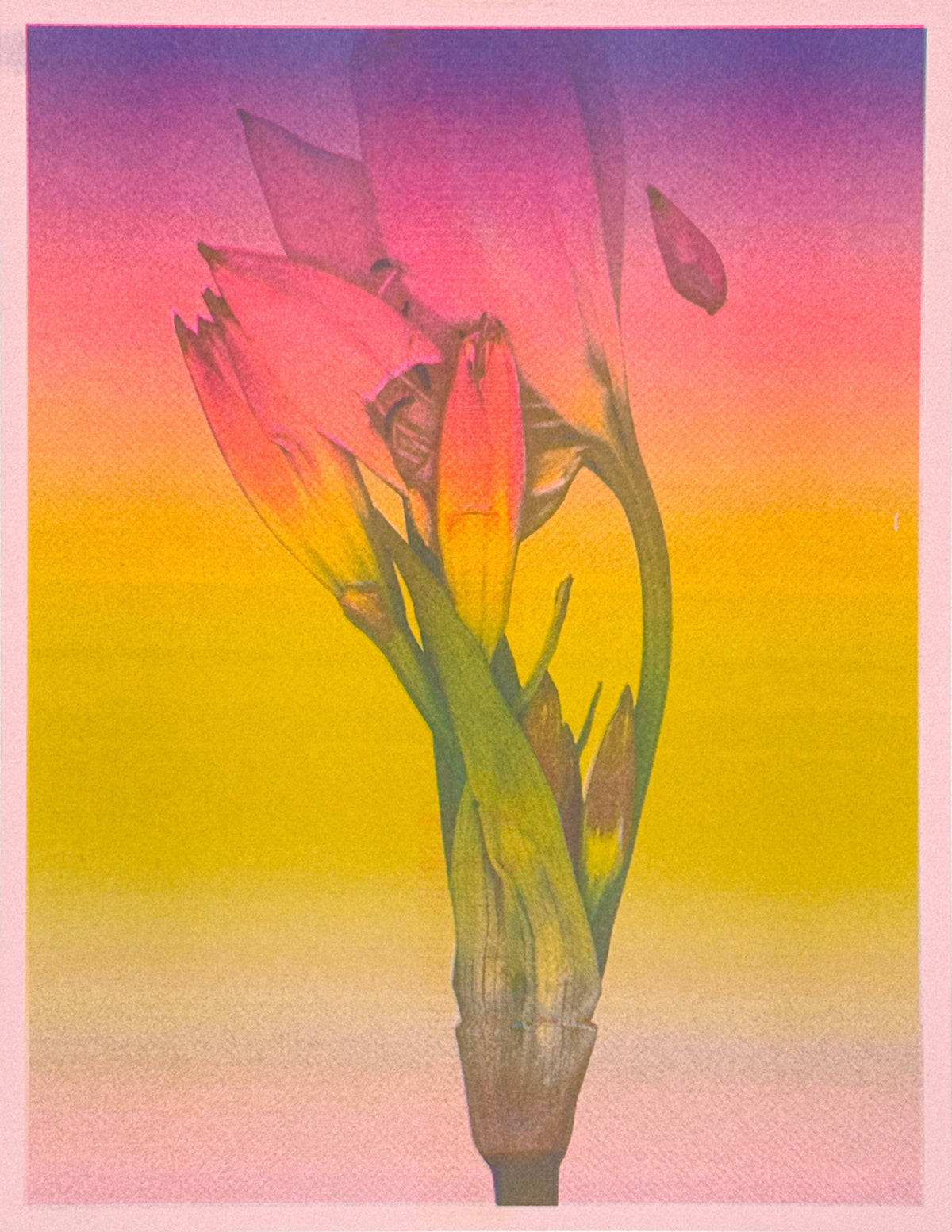 Lily Gradation 2