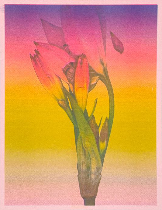 Lily Gradation 2