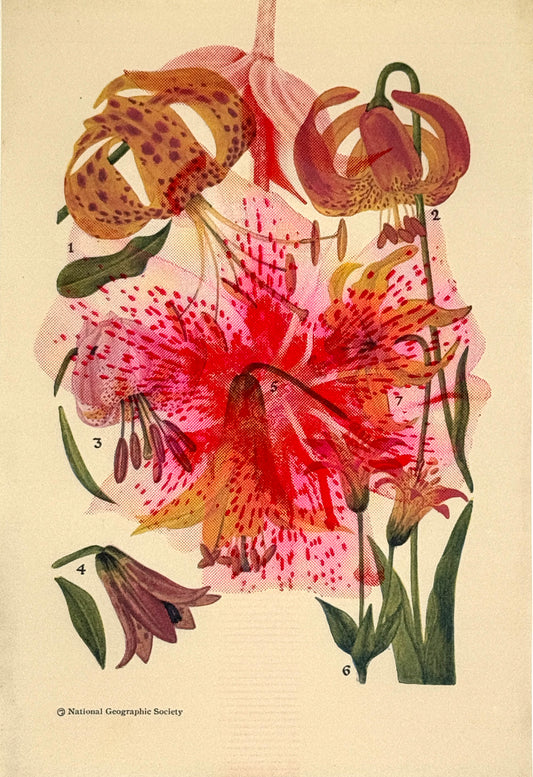 Lily Overprint 2