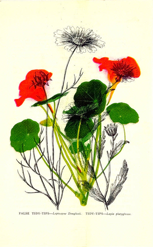 Nasturium Overprint 2