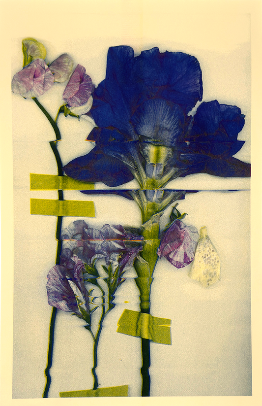 Purple Iris 2