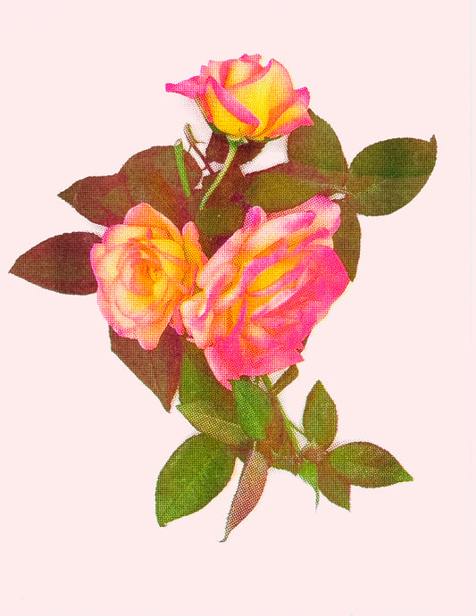 Roses 2