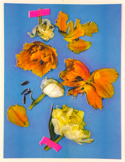 Tulips (Y+Px2) 2