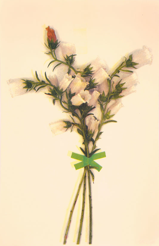 White Bells (Registered) 2