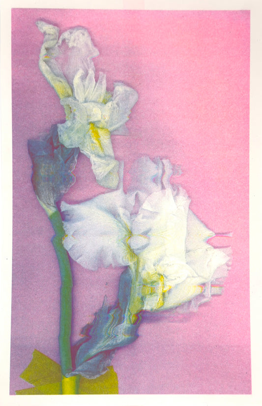 White Iris 2