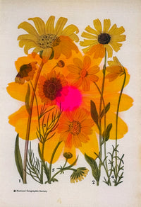 Daisy Overprint 3
