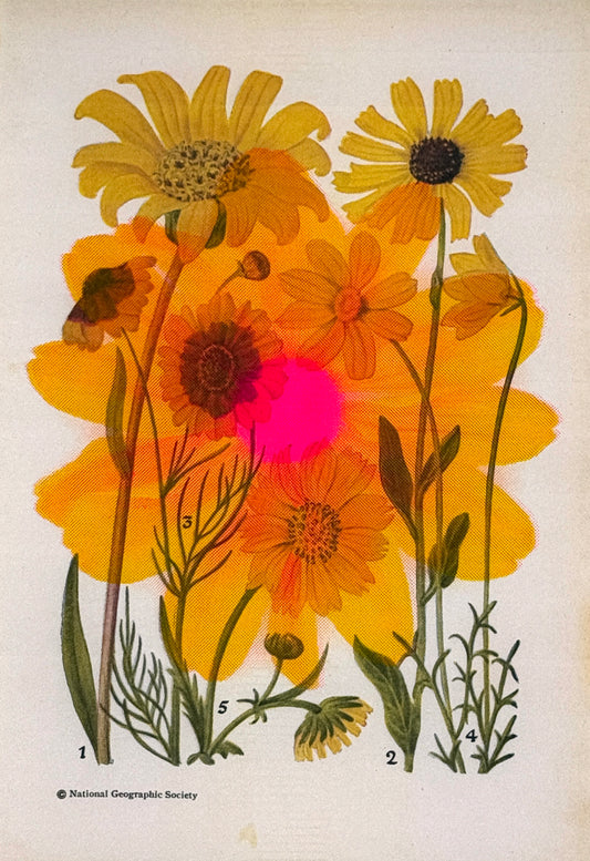 Daisy Overprint 3