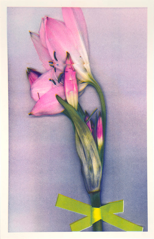 Pink Lily 3