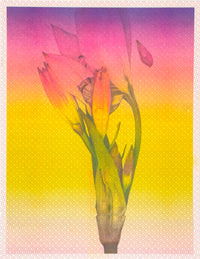 Lily Gradation 3