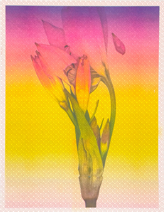 Lily Gradation 3