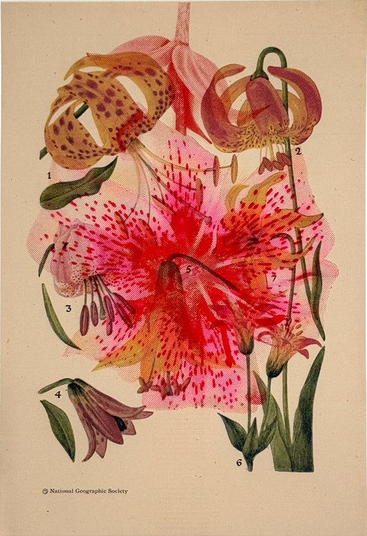 Lily Overprint 3