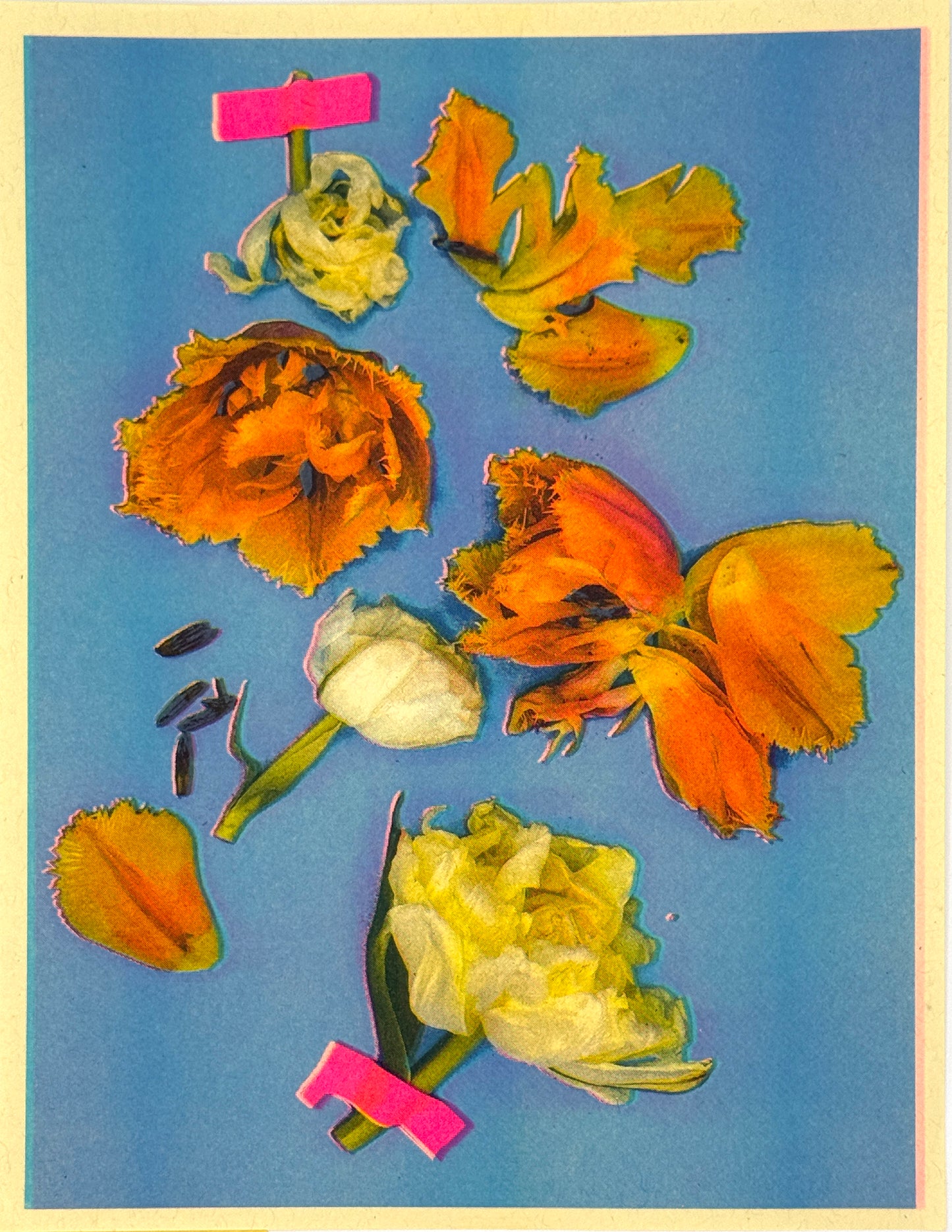 Tulips (Y+Px2) 4