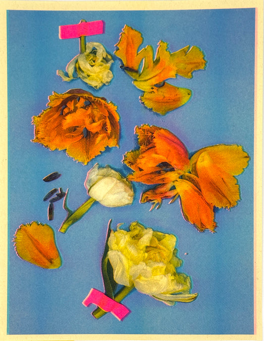 Tulips (Y+Px2) 3