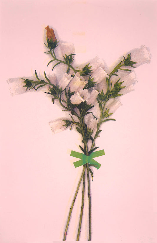 White Bells (Registered) 3