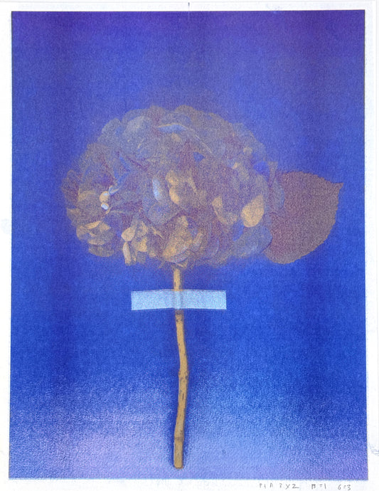 Hydrangea (Blue) 3