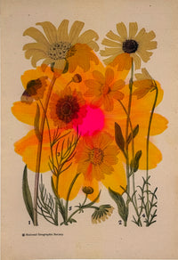 Daisy Overprint 4