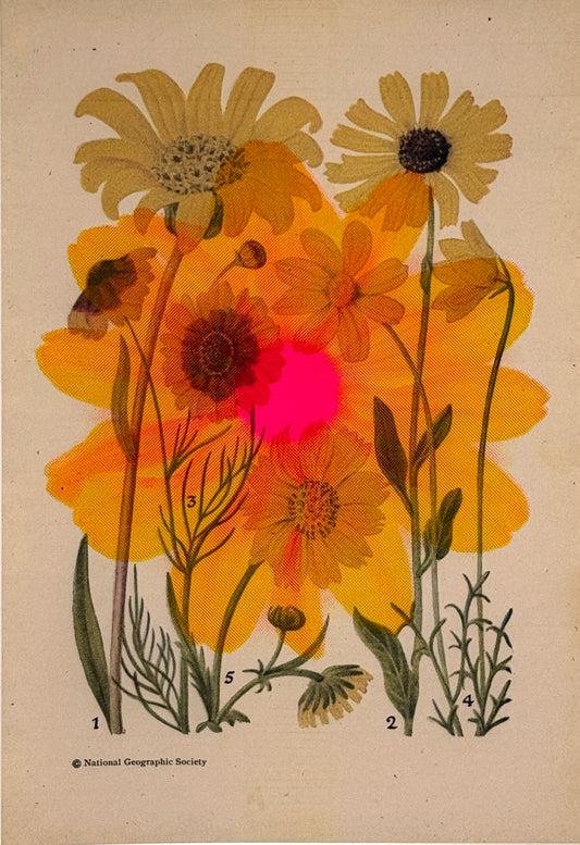 Daisy Overprint 4