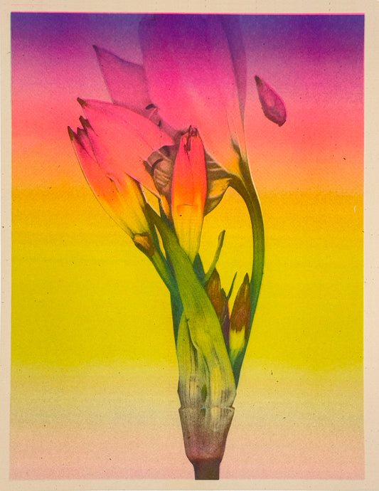 Lily Gradation 4