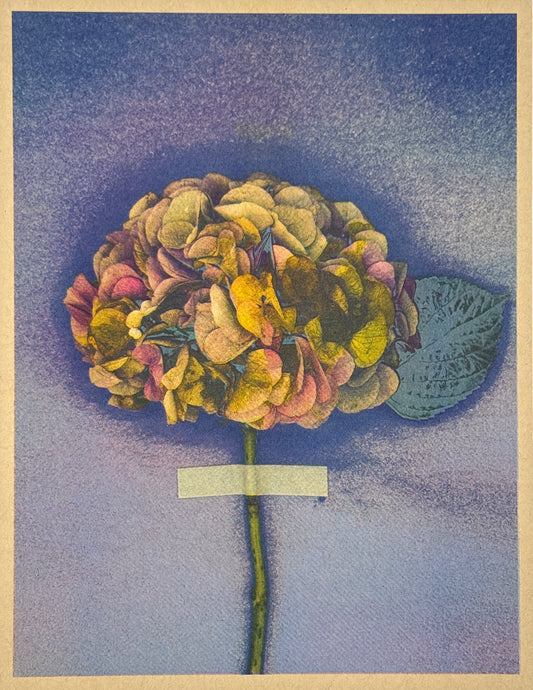 Hydrangea (Y+Px1) 4