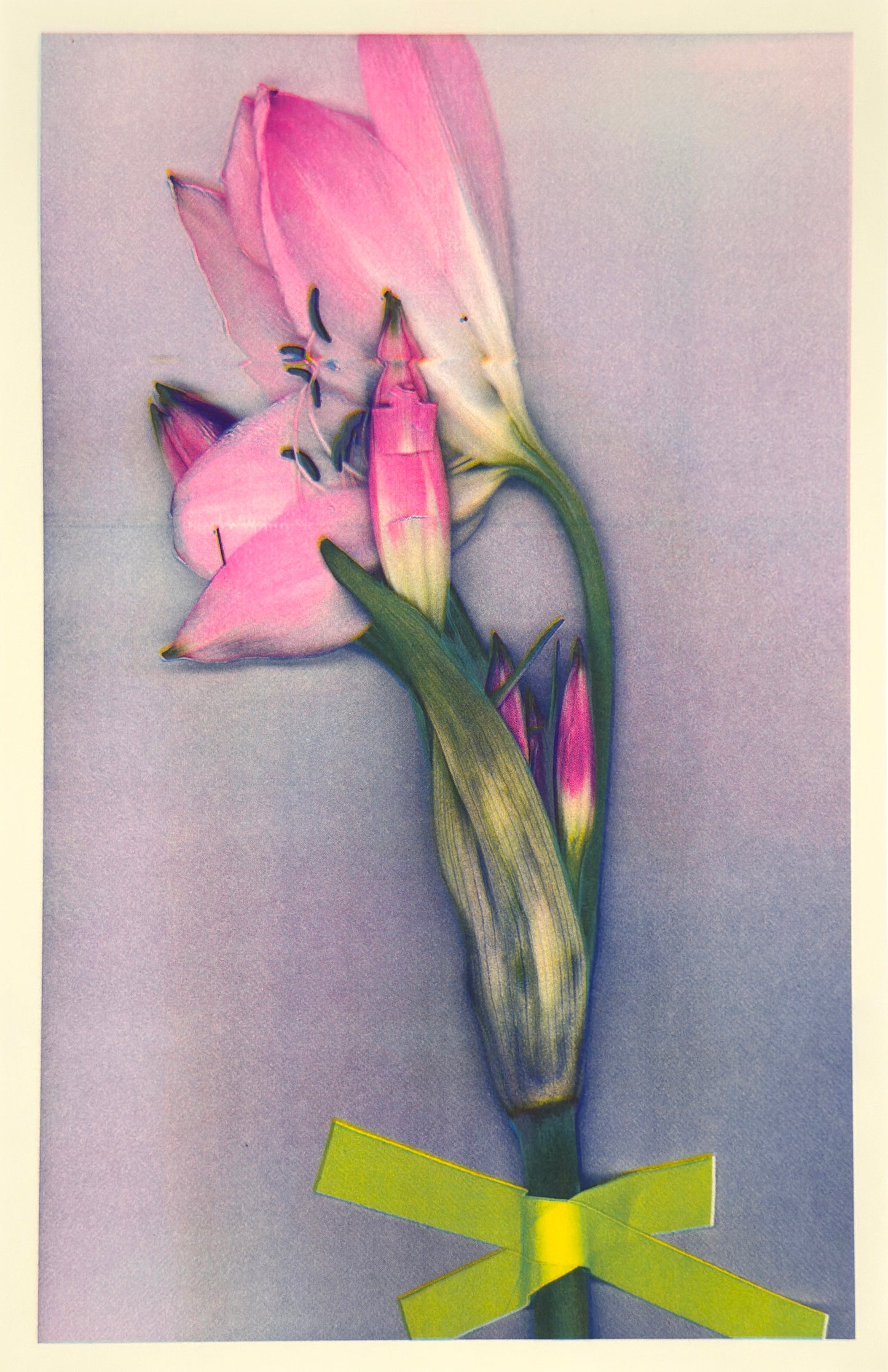 Pink Lily 4
