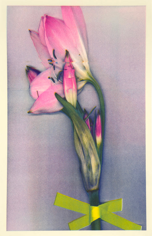 Pink Lily 4