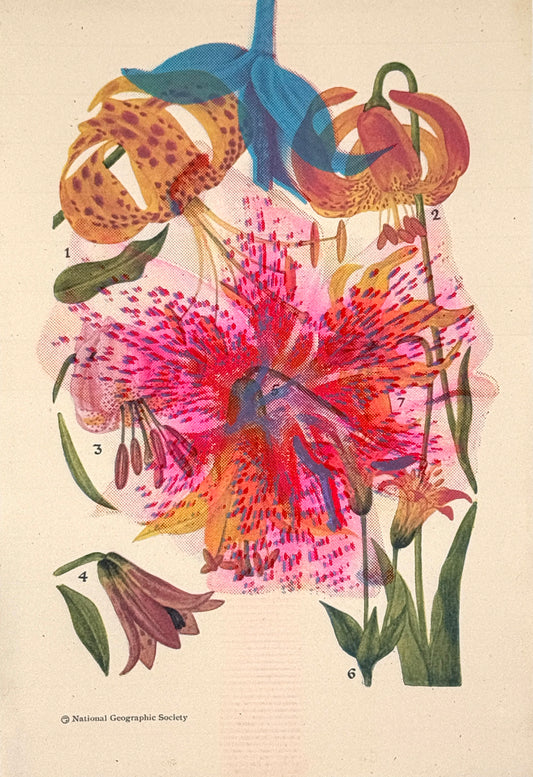 Lily Overprint 4