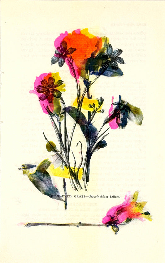 Pomegranate (Overprint) 5