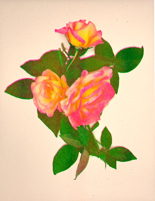 Roses 4