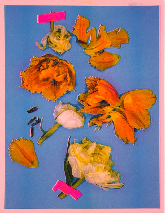 Tulips (Y+Px2) 4